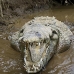 crocodile_american_tar_v_1568_cos2571.jpg